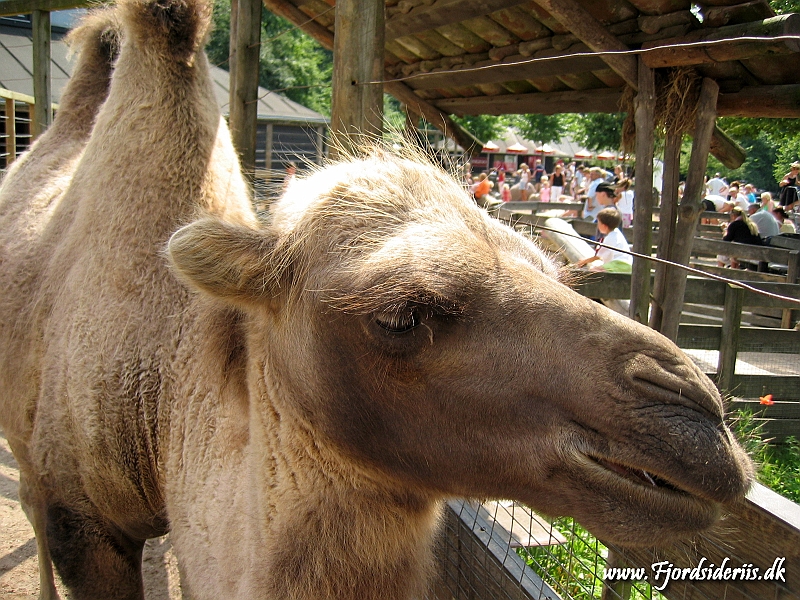 KBH zoo 190703 020.JPG